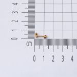 14 Ayar Altın Kırmızı Tragus Küpe